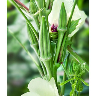 Hạt giống cây Đậu bắp
