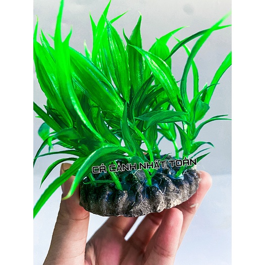 LÚA NHÂN TẠO TRANG TRÍ BỂ CÁ NON BỘ CAO 7CM
