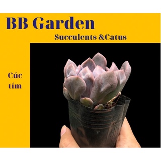 SEN ĐÁ CÚC TÍM (Echeveria cupid)