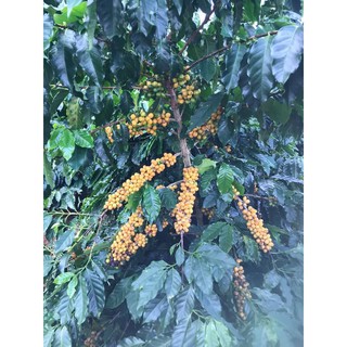 Cà Phê Nhân Yellow BourBon (Bì 1kg)