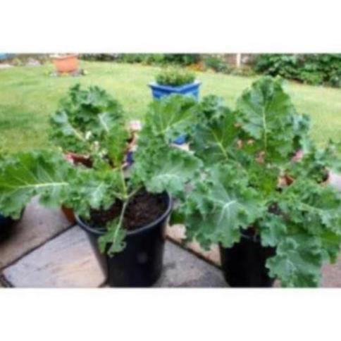 Combo Hạt giống rau kale_2