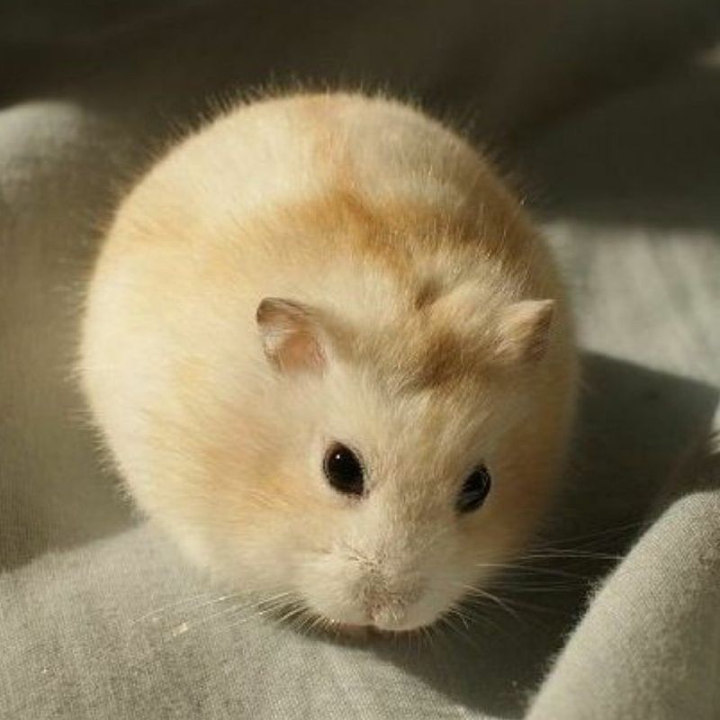 Chuột hamster winter white bông lan