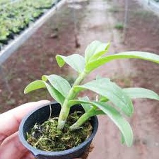 PHI ĐIỆP KIẾN LỬA hàng giống
