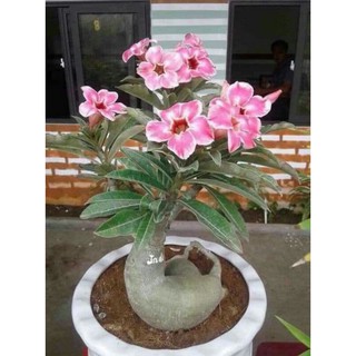 hoa sứ thái kép