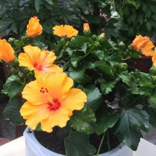 Bụp Bụp Thái 5 cánh
