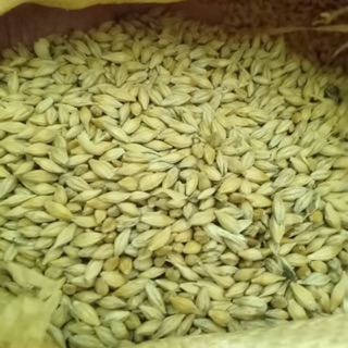 Hạt đại mạch/ lúa mạch Barley ( Úc) 500g