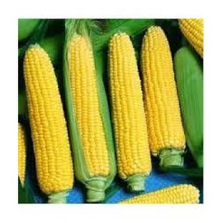 HẠT GIỐNG NGÔ NGỌT GÓI 30 HẠT