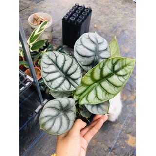 cây nội thất: alocasia baginda silver dragon (cây rồng bạc)