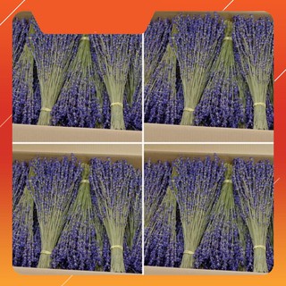 [SALE SỐC] Hơn 100 cành Hoa khô oải hương lavender thơm nồng nàn, màu tím rịm