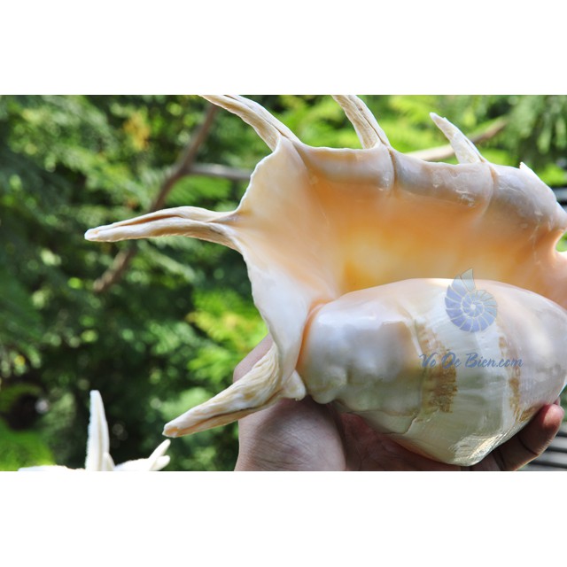 VỎ ỐC TAI BẸ TRẮNG LỚN