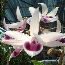 [Siêu Sale] combo 10 loại giã hạc đăkgle, chugiangsin, easo,....