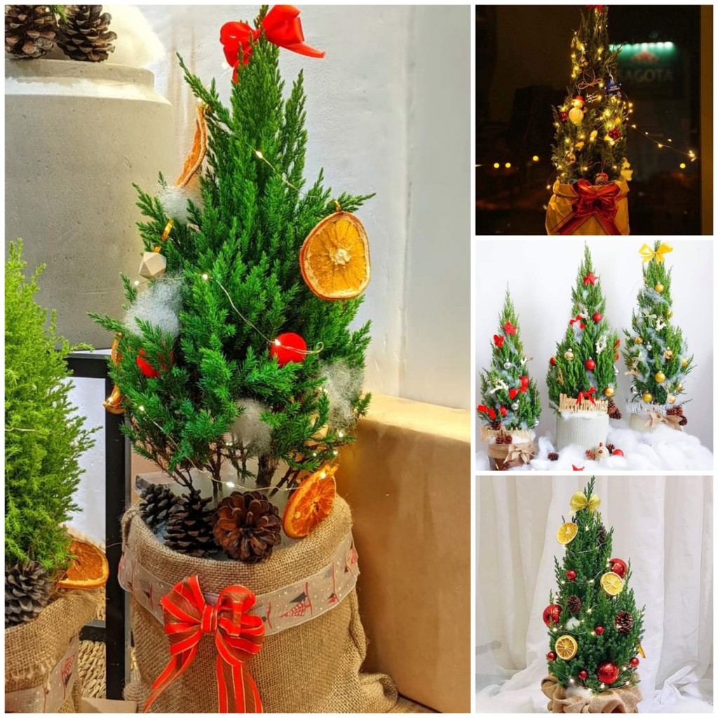 Cây Sơn Tùng cao trên 35cm 55cm để bàn hay còn gọi là cây thông thật tươi Noel giáng sinh chưa trang trí