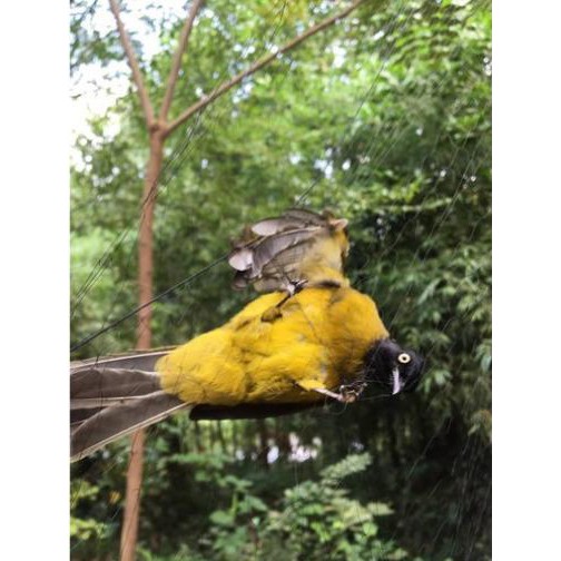 Lưới Bẫy Chim Lưới Bắt Chim Khuyên mắt 3cm cao 5m  🔰Lưới Chất Lượng Do Nhà Sản Xuất 🔰 Lưới Khuyên