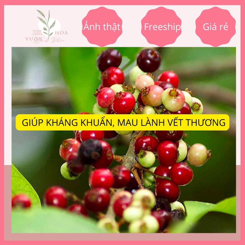 Cây sắn thuyền cao 40cm, lá dùng để ăn gỏi, đắp vết thương ảnh thật, lỗi 1 đổi 1