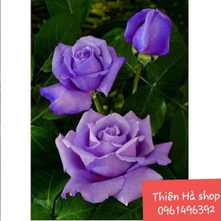 HẠT GIỐNG HOA hồng tím Pháp, gói 5 hạt