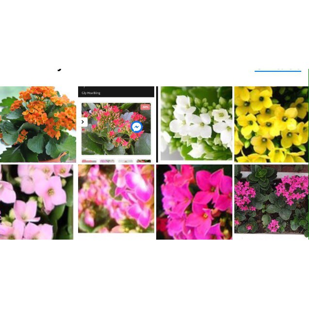 Cây giống sống đời đơn màu hồng