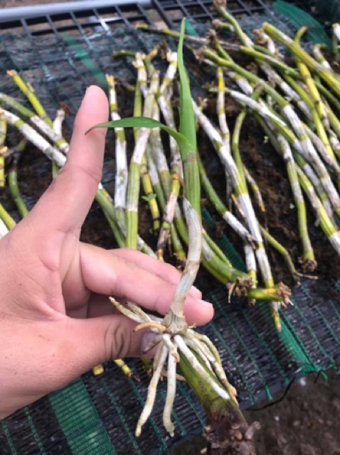 Hoa lan kie chớp sonia sao băng