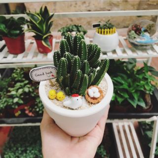 Cây cảnh văn phòng nhỏ