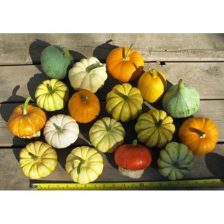 Hạt giống Bí ngô tí hon - Bí đỏ mini