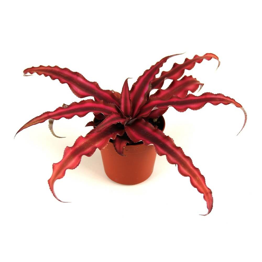Cây Cryptanthus bivittatus Red Star (Dứa Cảnh Sao Đỏ) chậu nhựa