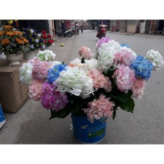 Hoa cẩm tú cầu cao su.