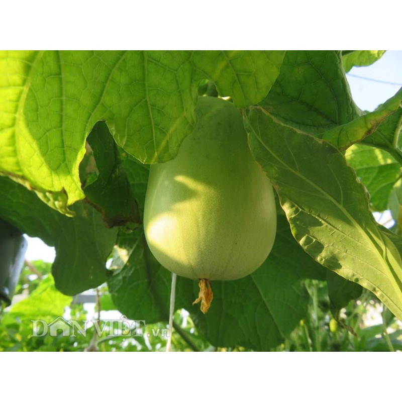 HẠT BẦU TRÒN F1 - GÓI 10 HẠT
