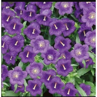 Hạt giống Hoa Chuông tím 2 tầng dây leo - Gói 5 hạt - hgct3