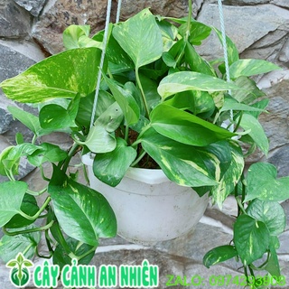 Chậu cây trầu bà thái xanh