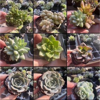 Sen đá size bầu chọn mẫu (50 loại)