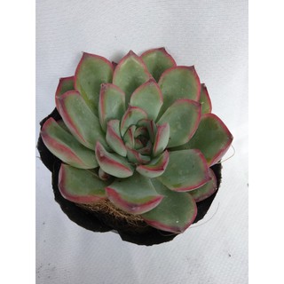 Sen Đá Viền Đỏ Chậu Giấy Dễ Vận Chuyển, Kích Thước 6-10cm