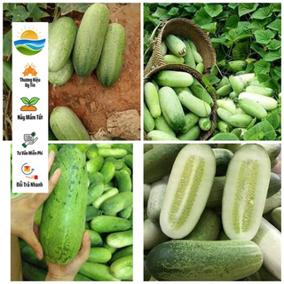 20 hạt giống dưa chuột mèo quả siêu to