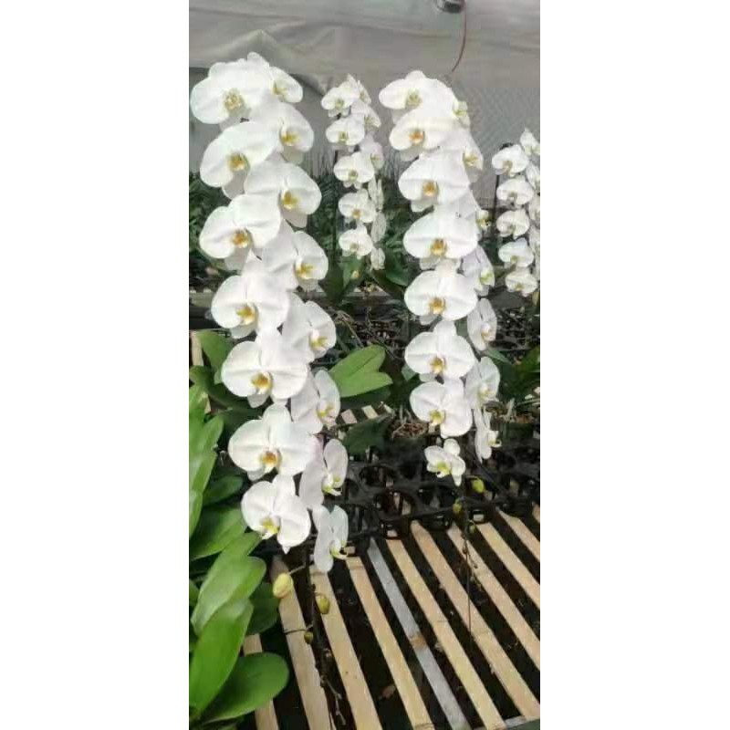 Lan Hồ Điệp màu Trắng V3 cốc đại Chuẩn màu hoa