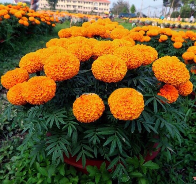 Hạt giống hoa Vạn Thọ Cao Lỡ Cổ Lùn, Bông To T09+
