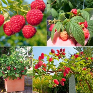 Hạt giống quả mâm xôi đen/ đỏ ☘️