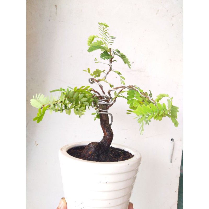 Cây Me Thái bonsai mini