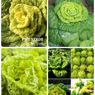 [PWL SEEDS] YELLOW HEART WUTA-TSAI - CẢI THẢO LÙN, HẠT GIỐNG 200+ HẠT/ỐNG