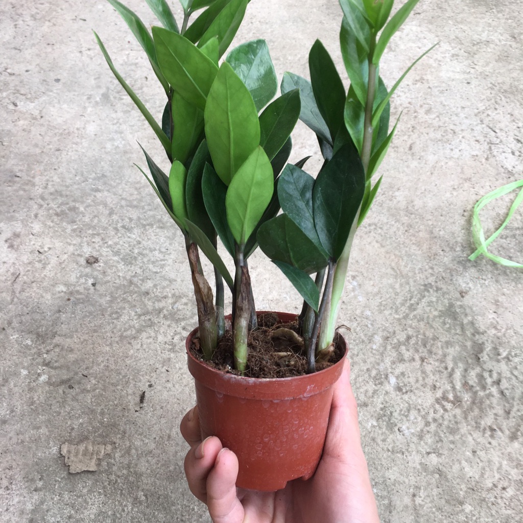 Cây Kim Tiền Phong Thủy Mini Để Bàn,Nhiều Nhánh Cao 15cm