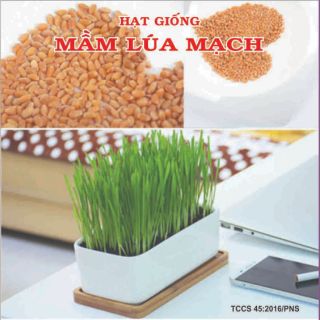 Mầm lúa mạch Phú Nông-100gr, 500gr và 1kg