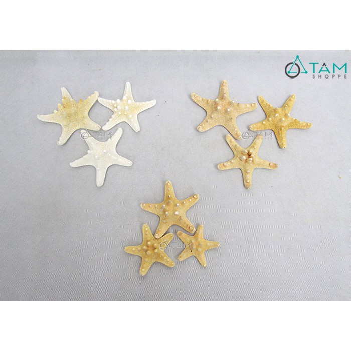 [SAO BIỂN THẬT - HÀNG ĐẸP] Set 3 sao biển gai ĐK6-10cm PCB-SAO-04