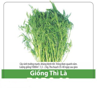 Hạt Giống Thì Là Fernleaf Dễ Trồng, Thu Hoạch Nhanh 5gr