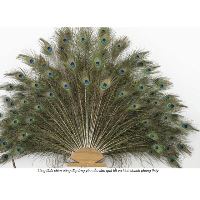 lông công 95-100cm tự nhiên nature | BigBuy360 - bigbuy360.vn