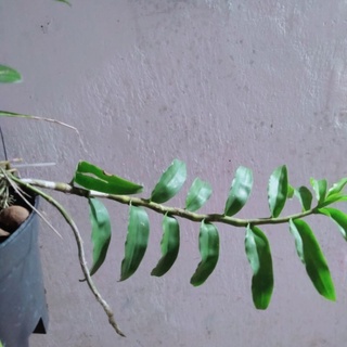 (Mới) Giò lan phi điệp 40cm