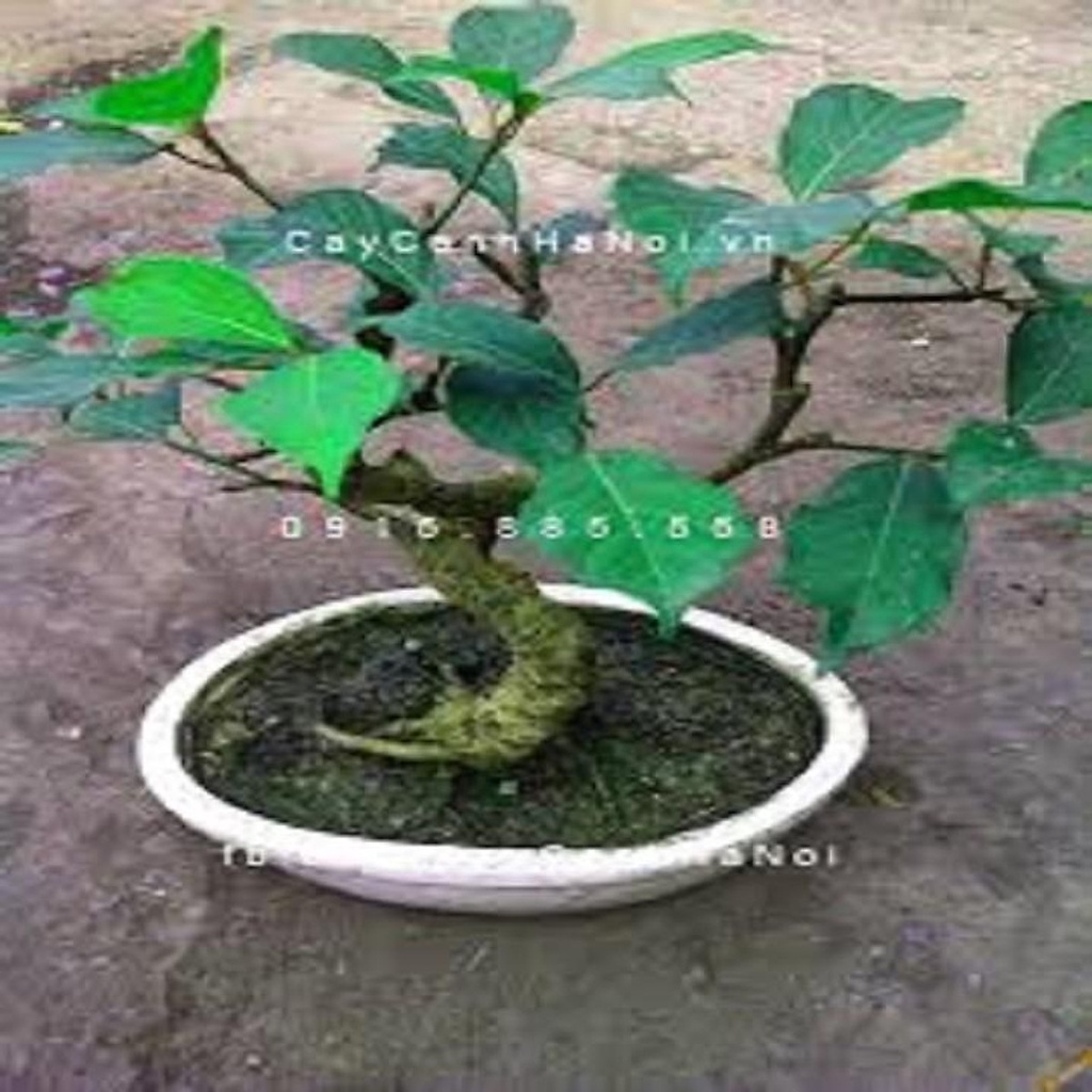 26.09 CHẬU CÂY SUNG CẢNH, CÂY ĐÃ CÓ QUẢ GỬI ĐI NGUYÊN CHẬU