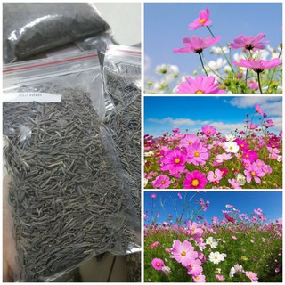 Hạt hoa sao nháy (cánh buom) gói  ~100g