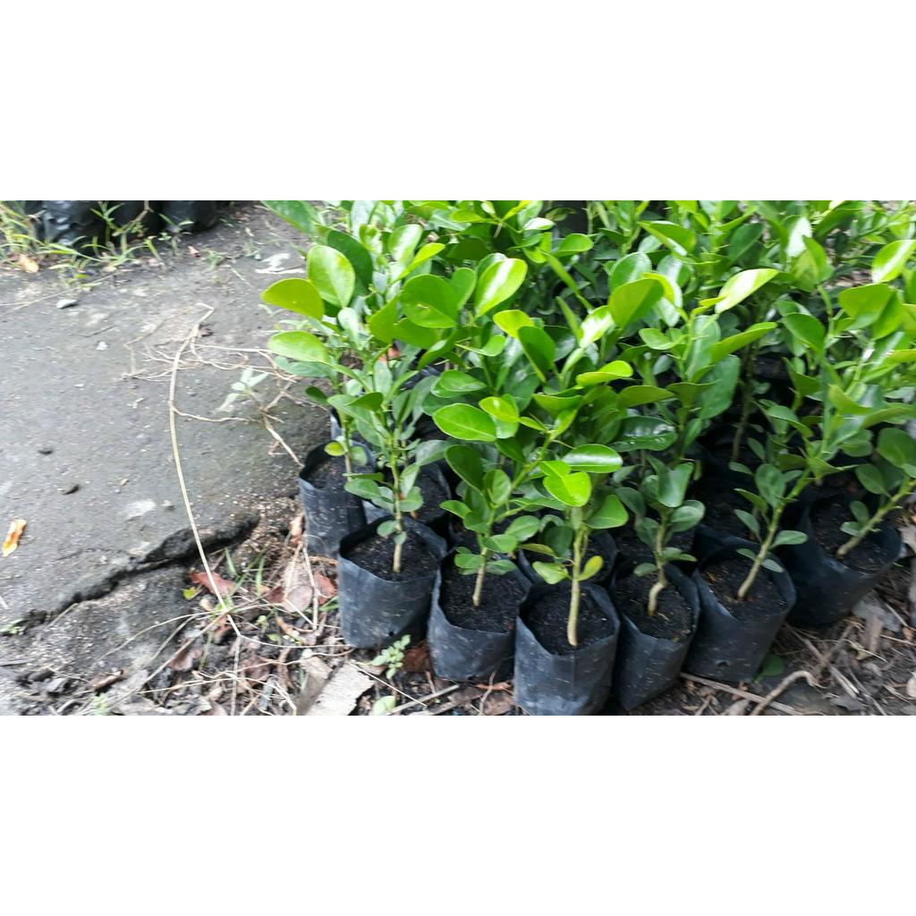 Cây chanh chúc cây chanh thái lá số 8 đặc sản vùng Bảy Núi An Giang ướp thịt gà nướng, hấp đều ngon