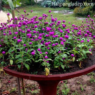 Hạt Giống Hoa Cúc Bách Nhật
