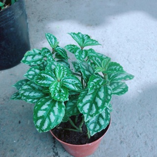 Cây Lá Dưa Hấu