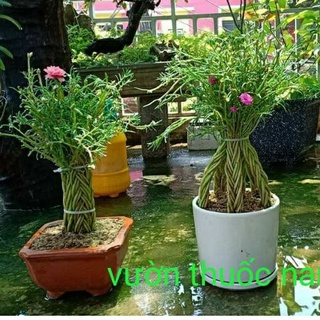 combo 2 bó mười giờ bonsai mix màu bó to mập  hình 4