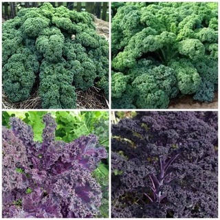 #Hạt_Giống_Cải_Kale