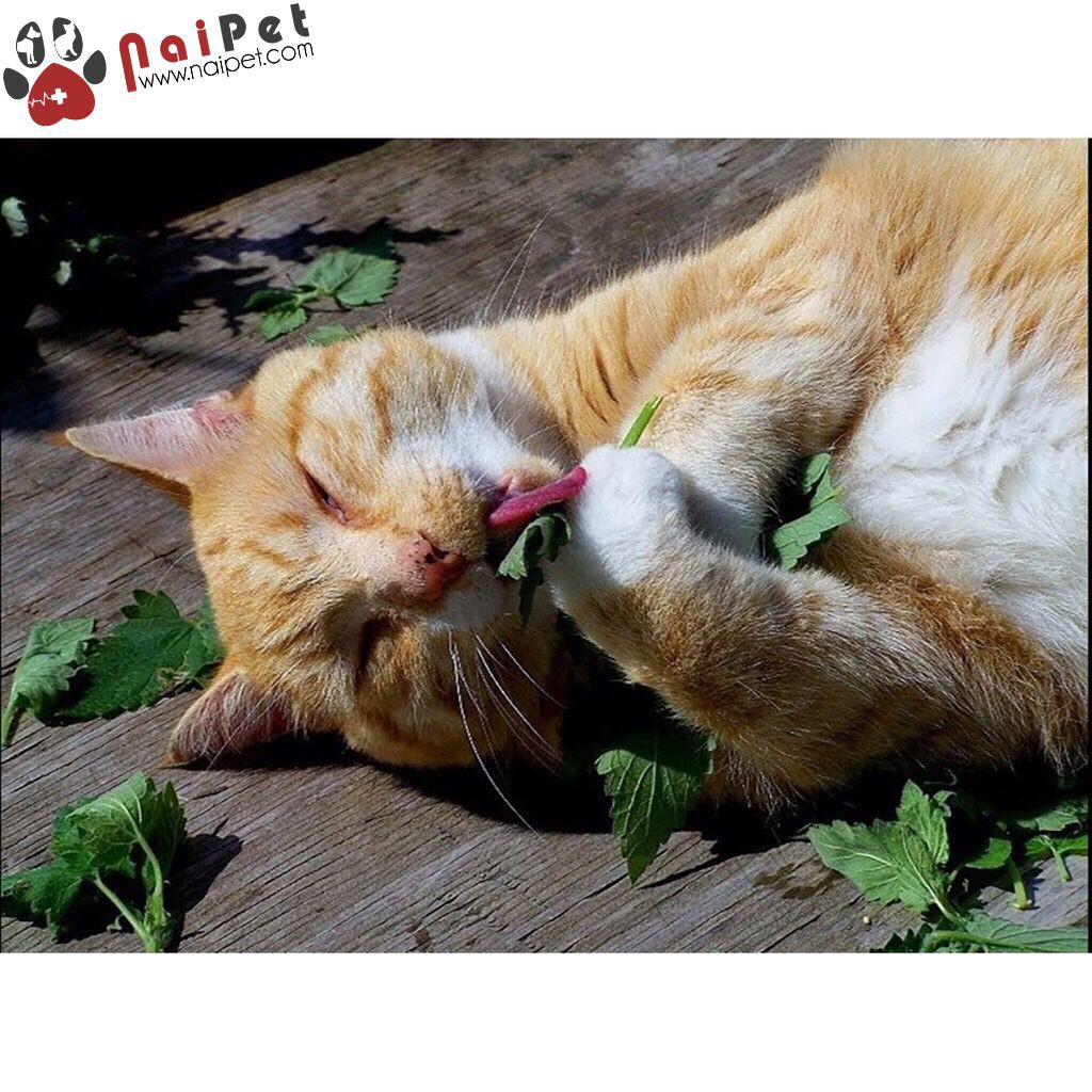 Cỏ Catnip Cỏ Bạc Hà Dạng Ống Cho Mèo Hahale 40g